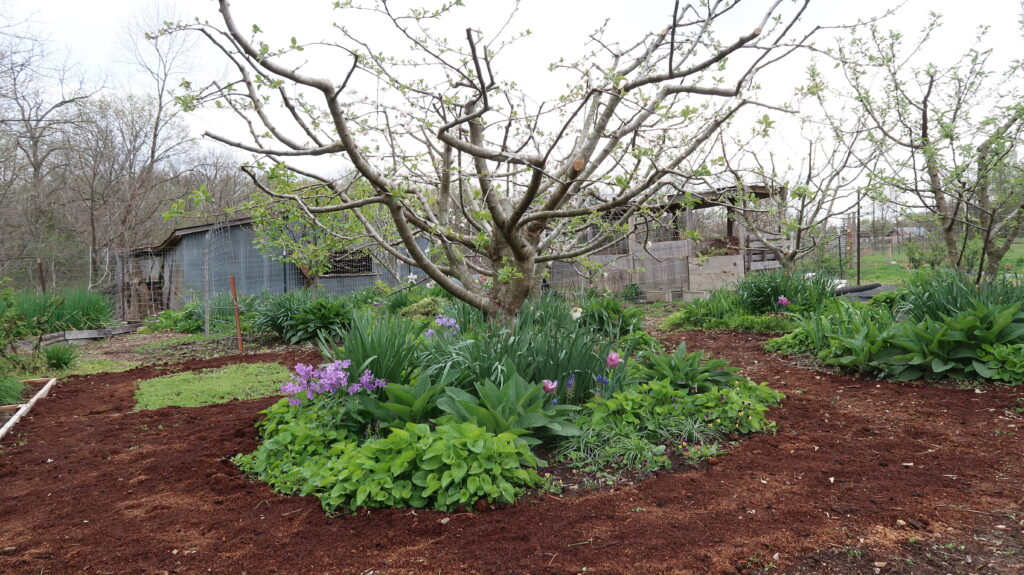 budding apple trees surrounded by comfrey, purple tulips, wild phlox, and sawdust