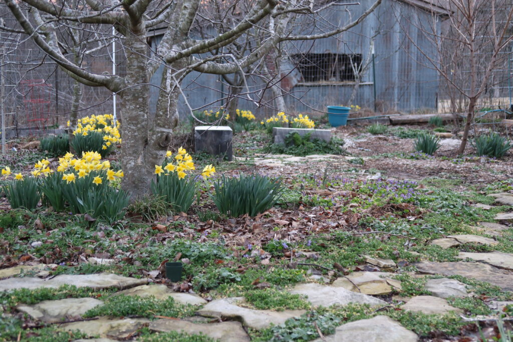 yellow daffodils, sweet violets. flat rocks, two wood block benches, blue pot in back