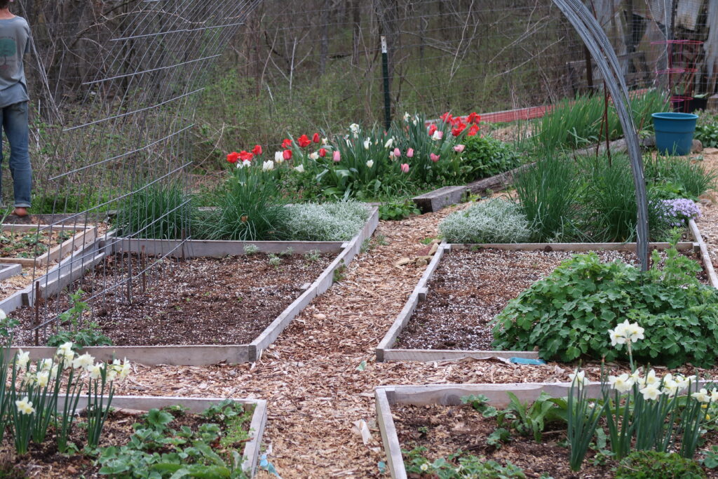 garden beds with cattle panel arch trellis, woodchip pathways, white daffodils in front, red pink and white tulips, and blue pot to one side
